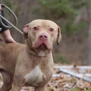 SVAS-A-3850-1 Patton needed training to be adoptable.
