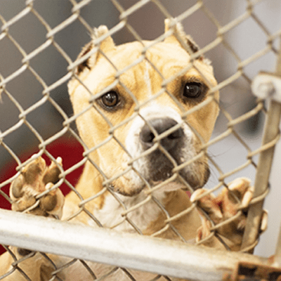 Home | Friends of Shenandoah Valley Animal Services Center