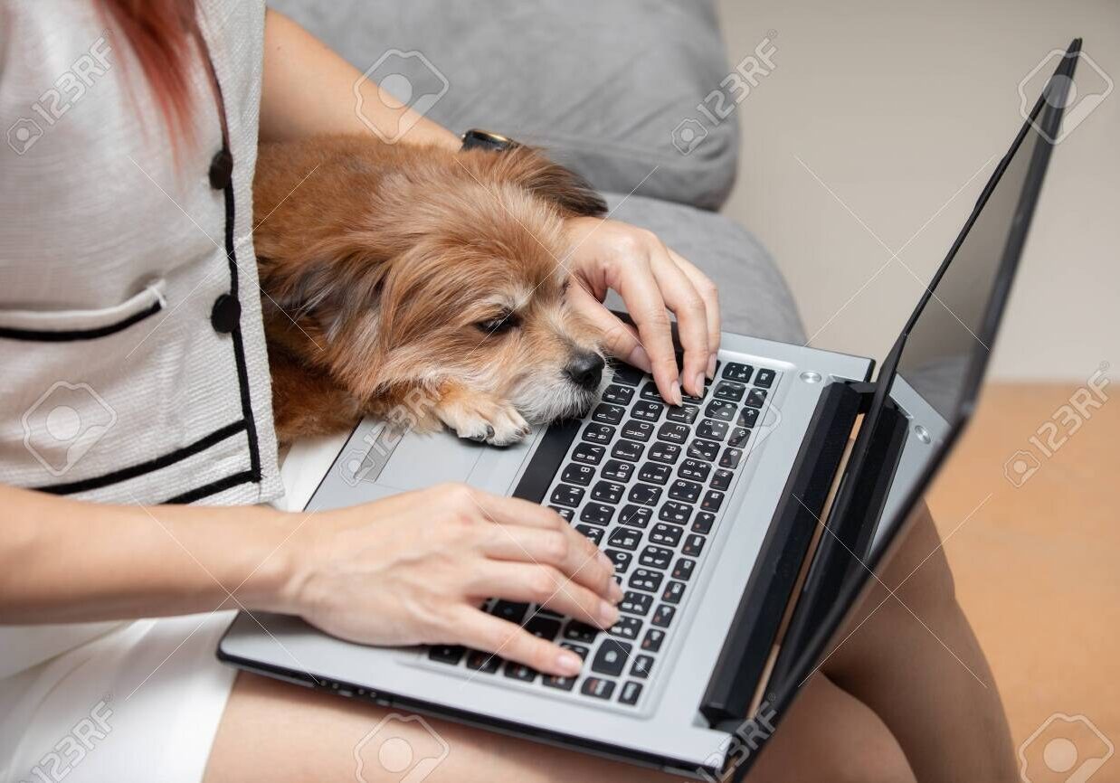 Woman typing and working on laptop with dog Mix breed lying on her knee and looking on screen feeling happiness and comfortable,Friendly Dog Concept